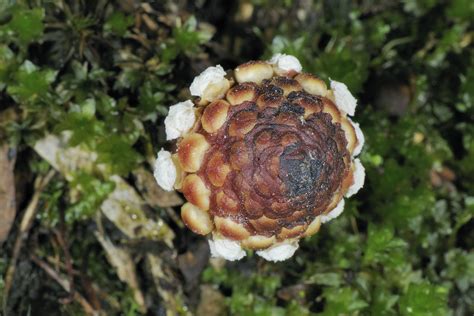 筆頭蛇菰|筆頭蛇菰 (Balanophora harlandii)